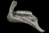 Hadrosaur (Hypacrosaur) Mandible - Full Tooth Battery! #129342-3